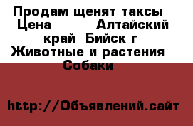 Продам щенят таксы › Цена ­ 500 - Алтайский край, Бийск г. Животные и растения » Собаки   